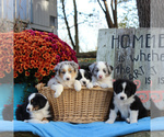 Small Photo #2 Australian Shepherd Puppy For Sale in HOLTWOOD, PA, USA