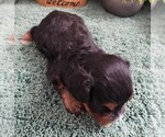 Small #3 Cavapoo (Miniature)