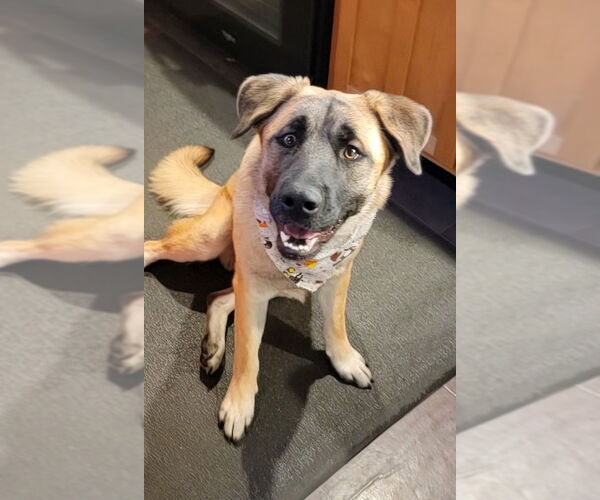 Medium Photo #4 Black Mouth Cur-Unknown Mix Puppy For Sale in Wakefield, RI, USA