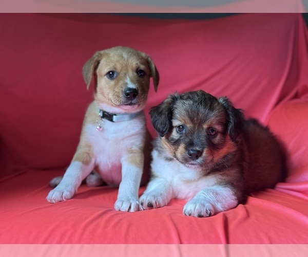 Medium Photo #8 Mini Australian Shepterrier Puppy For Sale in DETROIT, MI, USA