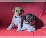 Small #7 Mini Australian Shepterrier