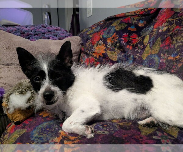 Medium Photo #2 Chihuahua-Unknown Mix Puppy For Sale in Springdale, PA, USA