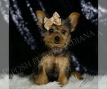 Small #4 Yorkshire Terrier
