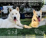 Small Photo #1 Siberian Husky Puppy For Sale in SHANDON, CA, USA