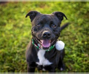 American Pit Bull Terrier-Unknown Mix Dogs for adoption in St. Cloud, FL, USA