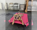 Small #9 American Bulldog Mix