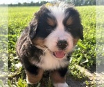 Small #24 Bernese Mountain Dog