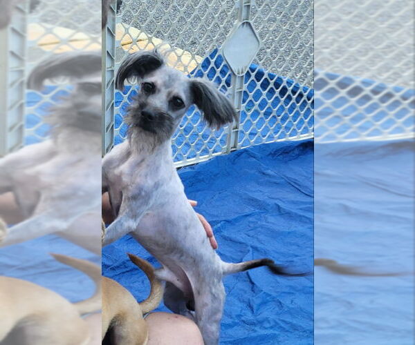Medium Photo #1 Shih Tzu-Unknown Mix Puppy For Sale in Rocky Mount, NC, USA