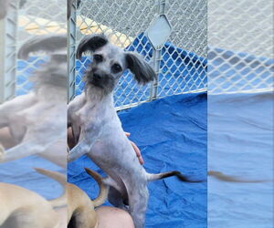 Shih Tzu-Unknown Mix Dogs for adoption in Rocky Mount, NC, USA