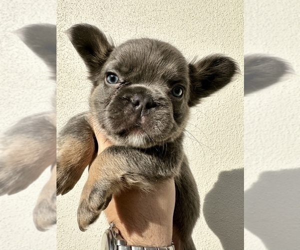Medium Photo #4 French Bulldog Puppy For Sale in LEANDER, TX, USA