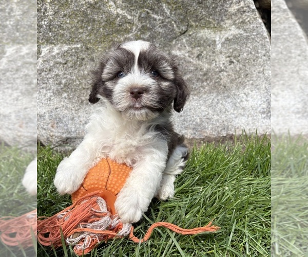 Medium Photo #1 Havanese Puppy For Sale in MIDDLEBURY, IN, USA