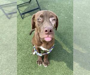 Labrador Retriever-Unknown Mix Dogs for adoption in Pasadena, TX, USA