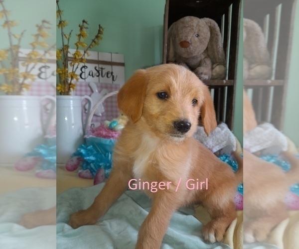Medium Photo #4 Shepadoodle Puppy For Sale in EZEL, KY, USA