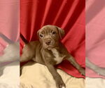 Small #3 Bullboxer Pit