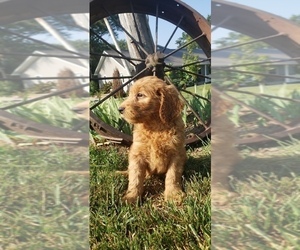 Goldendoodle Puppy for sale in EDINA, MO, USA