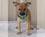 Small #1 Cairn Terrier