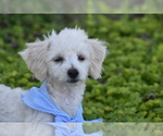 Pixie - Female Bichpoo Puppy for Sale - Photo #4