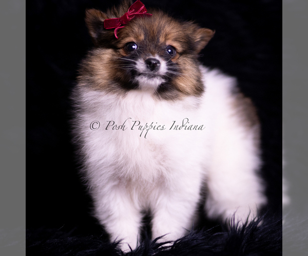 Medium Photo #87 Pomeranian Puppy For Sale in WARSAW, IN, USA