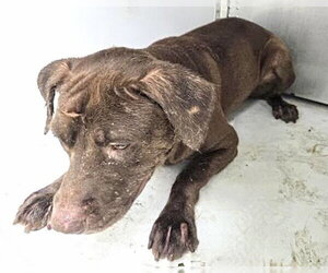 Labrador Retriever-Unknown Mix Dogs for adoption in Houston, TX, USA