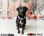 Small Photo #5 Labrador Retriever-Unknown Mix Puppy For Sale in Maryville, TN, USA