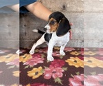 Small #6 Beagle