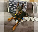 Small #11 Doberman Pinscher