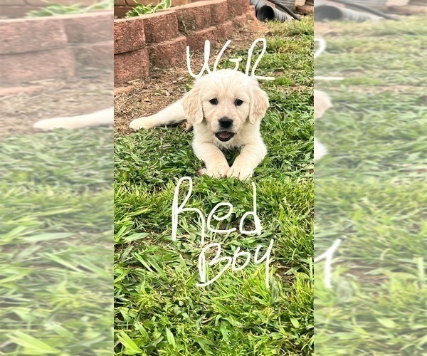 Medium Photo #11 Golden Retriever Puppy For Sale in BOILING SPGS, SC, USA