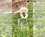 Small Photo #11 Golden Retriever Puppy For Sale in BOILING SPGS, SC, USA