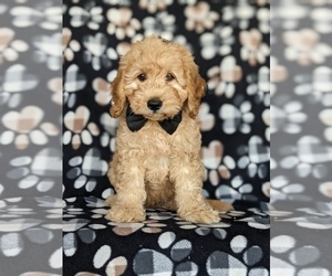 Goldendoodle (Miniature) Puppy for sale in KIRKWOOD, PA, USA