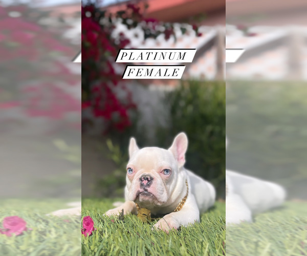 Medium Photo #4 French Bulldog Puppy For Sale in LOS ANGELES, CA, USA