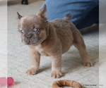 Small #2 French Bulldog