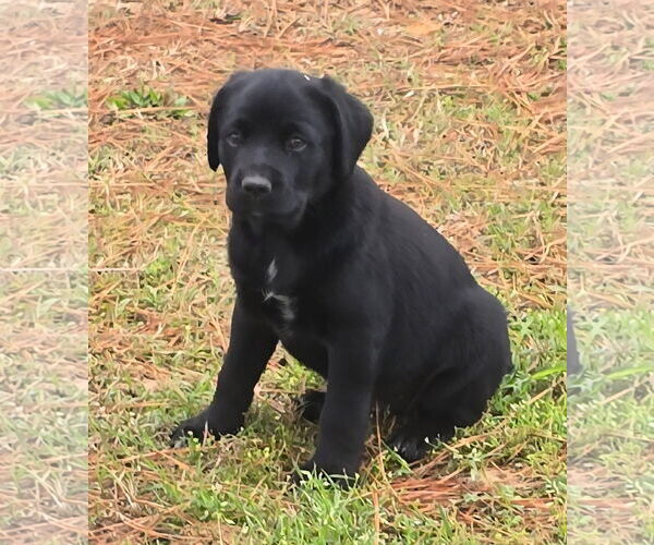 Medium Photo #4 Labrador Retriever-Unknown Mix Puppy For Sale in Alexander, AR, USA