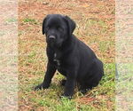 Small #3 Labrador Retriever Mix