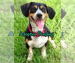 Small Photo #5 Doxle Puppy For Sale in Dunnellon, FL, USA