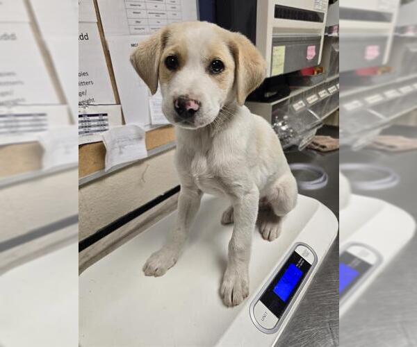 Medium Photo #1 Irish Wolfhound-Labrador Retriever Mix Puppy For Sale in Conroe, TX, USA