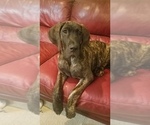 Small Photo #6 Great Dane Puppy For Sale in NEOSHO, MO, USA