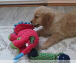 Small #9 Golden Retriever