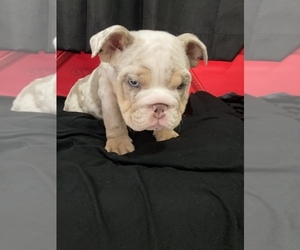 Bulldog Puppy for sale in COLTON, CA, USA