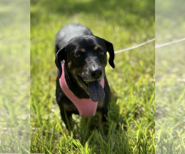Medium Photo #4 Dachshund-Unknown Mix Puppy For Sale in Weston, FL, USA
