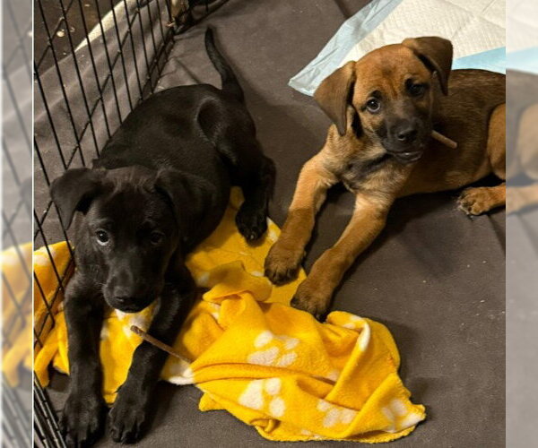 Medium Photo #2 Labrador Retriever-Unknown Mix Puppy For Sale in The Woodlands, TX, USA