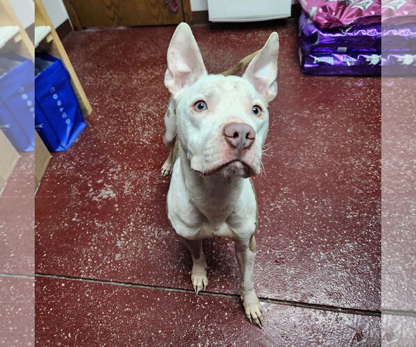 Medium Photo #18 American Pit Bull Terrier Puppy For Sale in Fargo, ND, USA