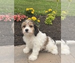 Small #4 Cavachon