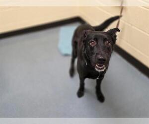 German Shepherd Dog-Unknown Mix Dogs for adoption in Denver, CO, USA
