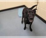 Small German Shepherd Dog Mix