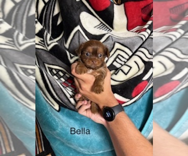 Medium Photo #54 Shorkie Tzu Puppy For Sale in SCOTTSDALE, AZ, USA