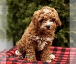 Small Poodle (Miniature)