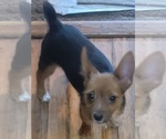 Small Photo #1 Yoranian Puppy For Sale in HUDDLESTON, VA, USA