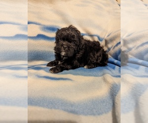 ShihPoo Puppy for sale in HARTFORD CITY, IN, USA