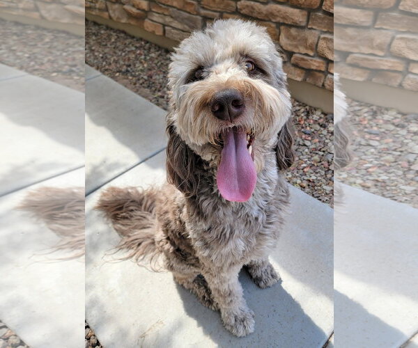 Medium Photo #2 Goldendoodle Puppy For Sale in Glendale , AZ, USA