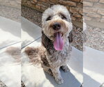 Small #1 Goldendoodle